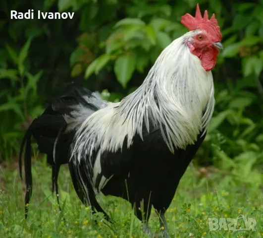Петли прекрасни красиви 20💰 евро🐓🐓🐓🐓🐓🐓, снимка 2 - Кокошки и пуйки - 56602667