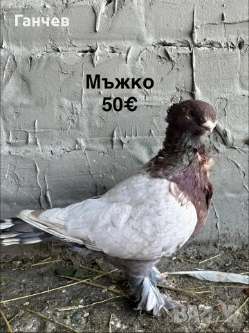 продавам гълъби , снимка 2 - Гълъби - 56594032
