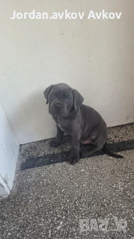Продавам Кане Корсо 