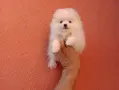 Бяло момченце. Померанче., снимка 4
