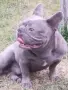Син със сини очи френски булдог, снимка 11