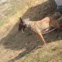 Белгийска Овчарка  , снимка 3