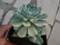 Сукуленти Echeveria различни видове, снимка 2