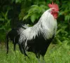 Петли прекрасни красиви 20💰 евро🐓🐓🐓🐓🐓🐓, снимка 2