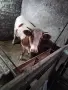 продава женско теле, снимка 3
