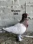 продавам гълъби , снимка 2