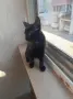 Подаряват се три спасени малки котенца, снимка 8