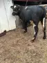 Продавам 2 Мъжки Телета, снимка 1
