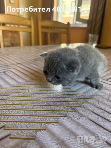 6 британски котенца късокосмести , снимка 14 - Британска късокосместа - 56634935