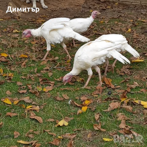 продавам шест пуйки, снимка 3 - Кокошки и пуйки - 56707237