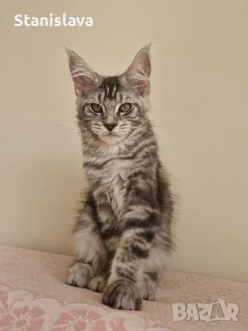 котенца Мейн Куун
