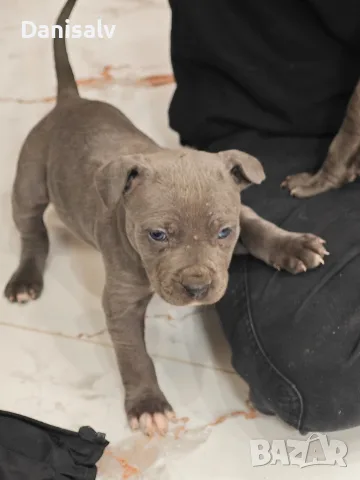 Питбул Блу нос/ Pitbull Blue nose, снимка 7 - Питбул - 56749748