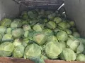 Прясно и крехко зеле Кьосе , снимка 1
