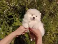 Померанче. Момченце., снимка 4
