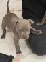 Питбул Блу нос/ Pitbull Blue nose, снимка 7