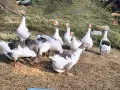 Гъски цяло стадо 11 бр., снимка 1