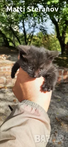 Пидарявам черно коте дългокосместо