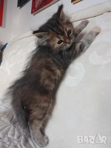 Сибирско котенце, сибирче, момиче, хипоалергенно, коте, сибирска котка