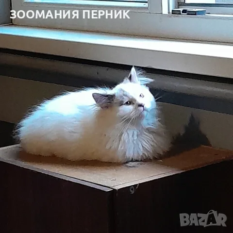 коте Регдол на 3месеца момче