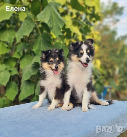 продавам кученца шелти, снимка 16 - Коли - 56568366