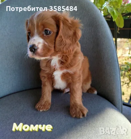 Cavapoo/Mini poodle