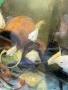 Бял папагал (White / Platinum Blood Parrot), снимка 9
