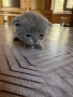6 британски котенца късокосмести , снимка 13