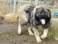 Кавказка овчарка, снимка 2