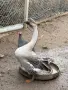 продавамм гъски, снимка 1