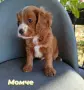Cavapoo/Mini poodle, снимка 1