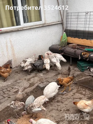 Продавам млади фитки  Млади и здрави, добре гледани. Подходящи за отглеждане и развъждане. 📍 Нам