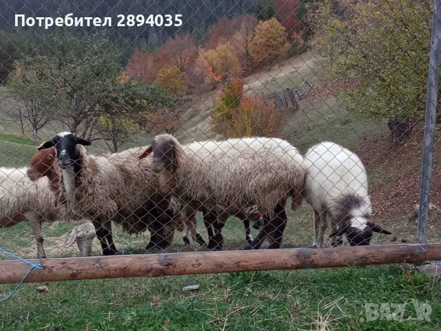 свободни овце за дамазлък 