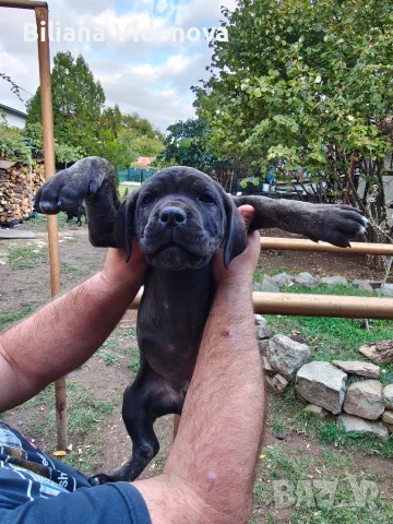 Продавам кученца Кане Корсо , снимка 17 - Кане корсо - 56329358