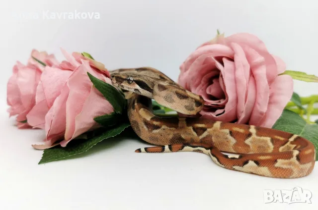 Boa constrictor imperator /Боа удушвач, снимка 4 - Змии - 56737814