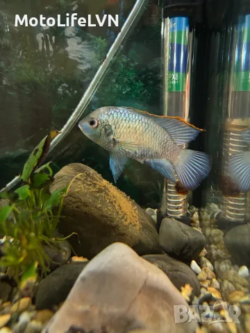 Предлагам млади рибки Electric Blue Acara, Електрик Блу Акара