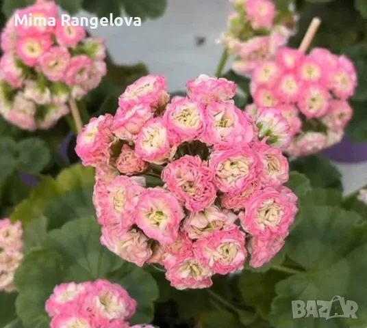 Сортова пеларгония  Эрик звезная фантазия 