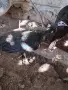 Продавам зелен паун , снимка 1