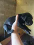 Продавам кученца Кане корсо, снимка 3