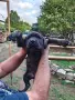 Продавам кученца Кане Корсо , снимка 17