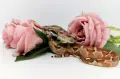 Boa constrictor imperator /Боа удушвач, снимка 4