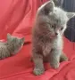 Британска котка, снимка 3