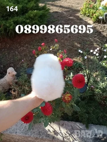 Померани. Момичета и момчета., снимка 17 - Померан - 56563285