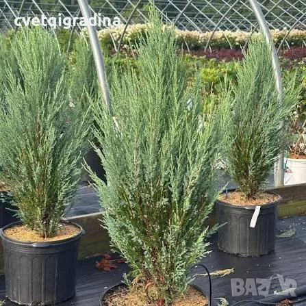 Juniperus scopulorum ‘Blue Arrow’ (Хвойна скална ‘Синя Стрела’)