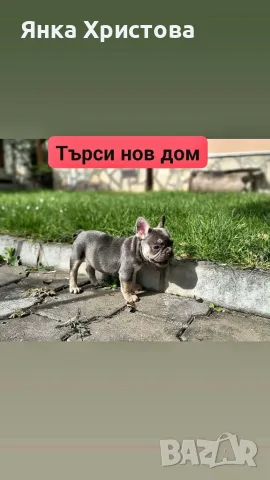 Френски булдог момченца, снимка 4 - Френски булдог - 56719390