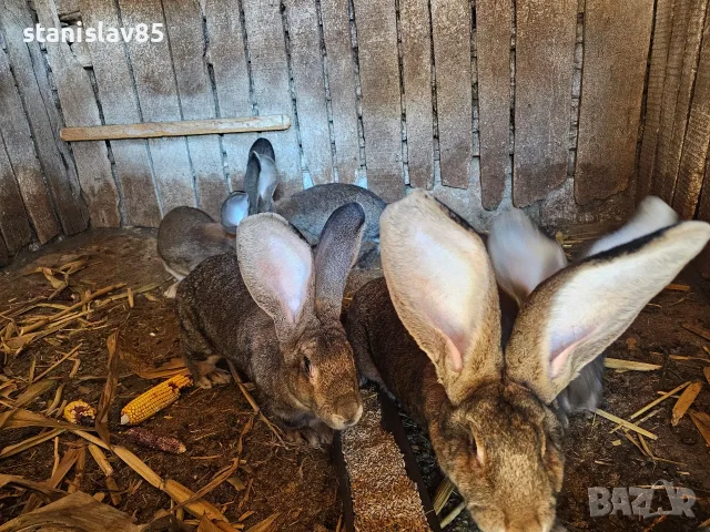 Зайци белгийски великан , снимка 14 - Други - 54388352
