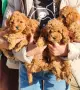 Пудел той бебета , снимка 5