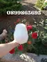 Померани. Момичета и момчета., снимка 17