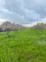 Био Орехи и Био Бадеми, снимка 4