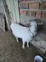 СПЕШНО! Продавам 3 КОЗИ, БРЕМЕННИ, снимка 3