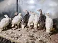 Пуйки/пуйчета двумесечни , снимка 3